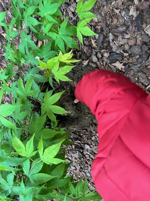 Drzewo za drzewo - 1a zasadziła swoją nagrodę