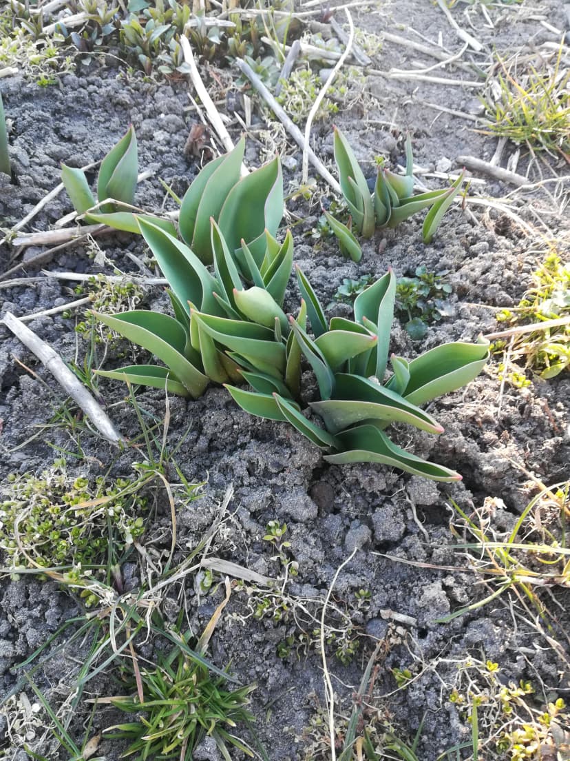 Nasza droga wiosenka...