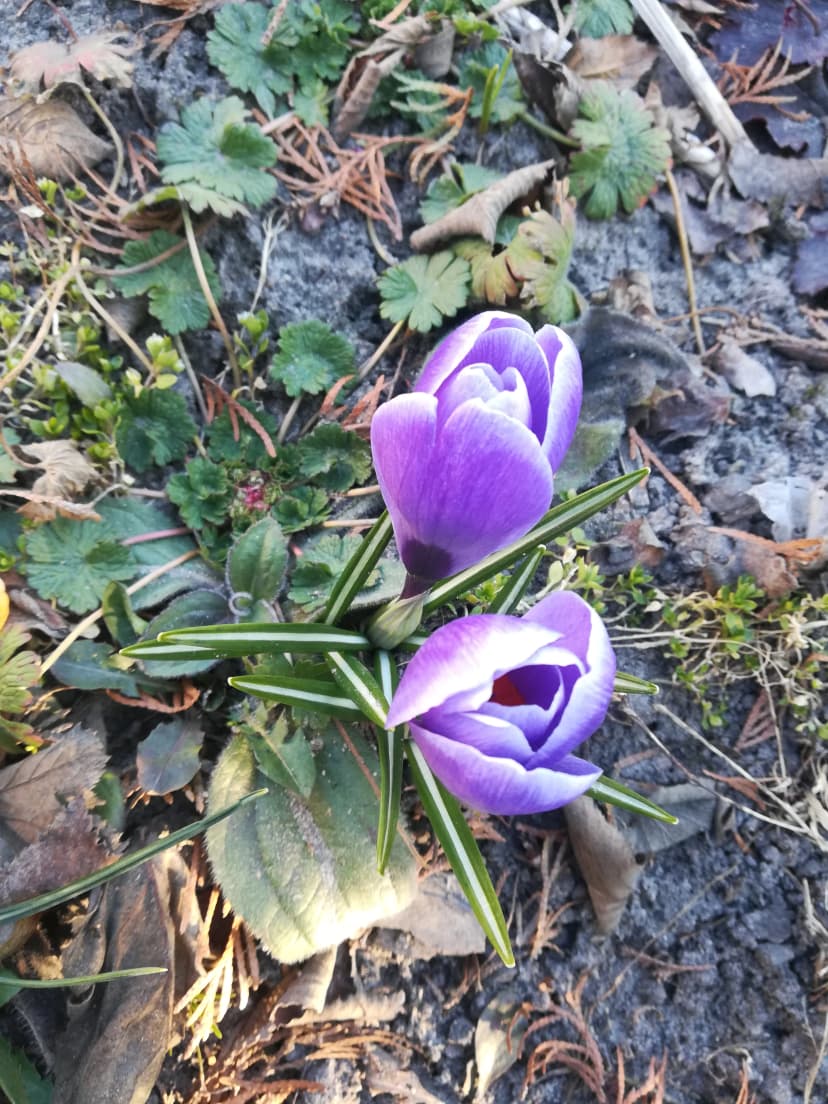 Nasza droga wiosenka...