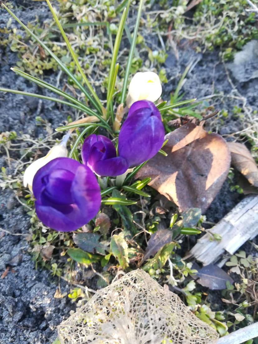 Nasza droga wiosenka...