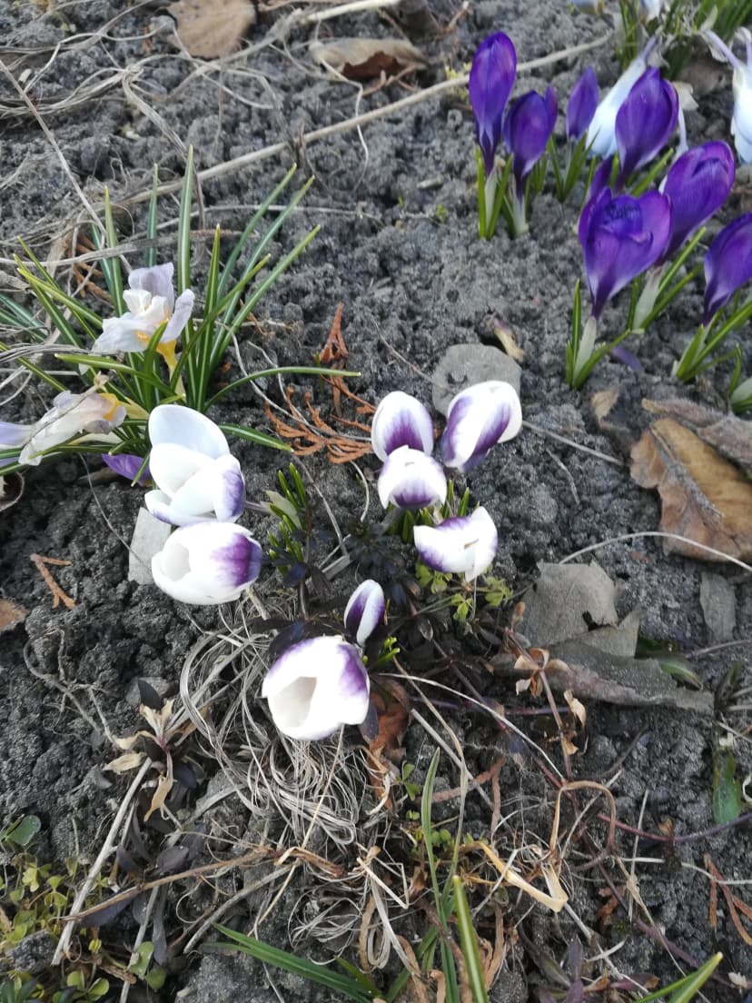 Nasza droga wiosenka...