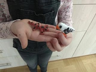 Rysie, jaszczurki, wieloryby...