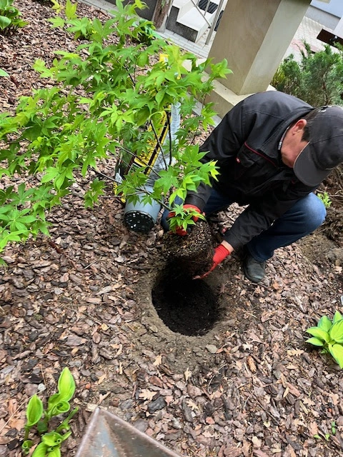 Drzewo za drzewo - 1a zasadziła swoją nagrodę - zdjęcie 3
