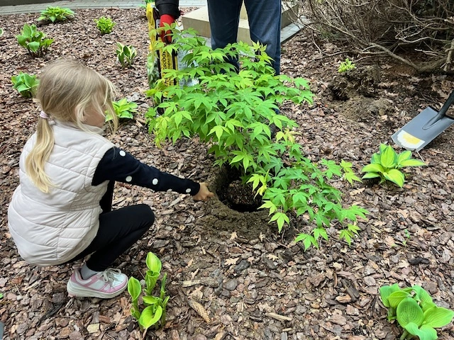 Drzewo za drzewo - 1a zasadziła swoją nagrodę - zdjęcie 5